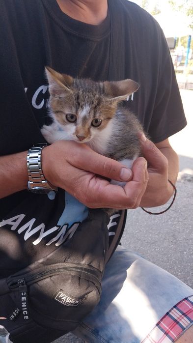 Віддам кошенят в добрі руки