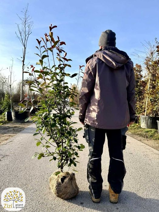 Photinia fraseri Red Robin, głogownik, wys. 100-125, 125-150cm, bryła