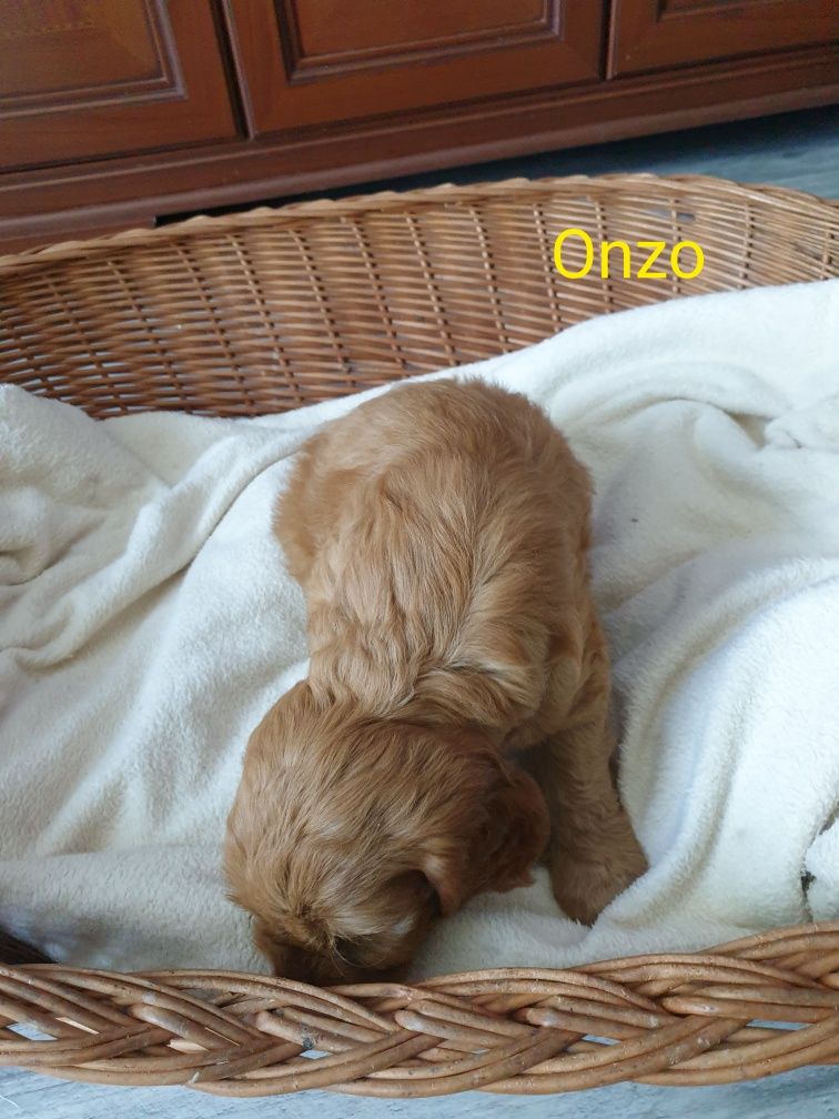 Cockapoo. Piesek Onzo.