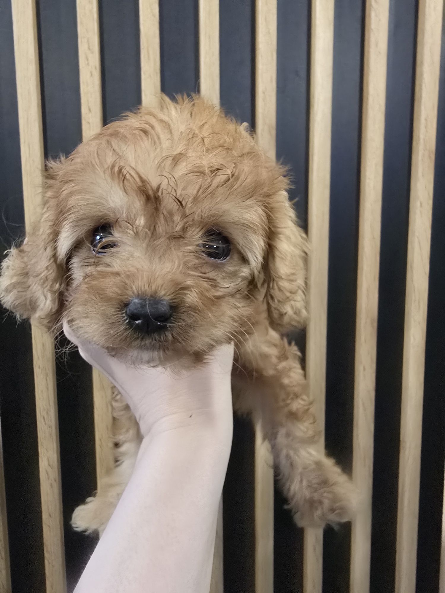 Śliczny chłopiec cavapoo