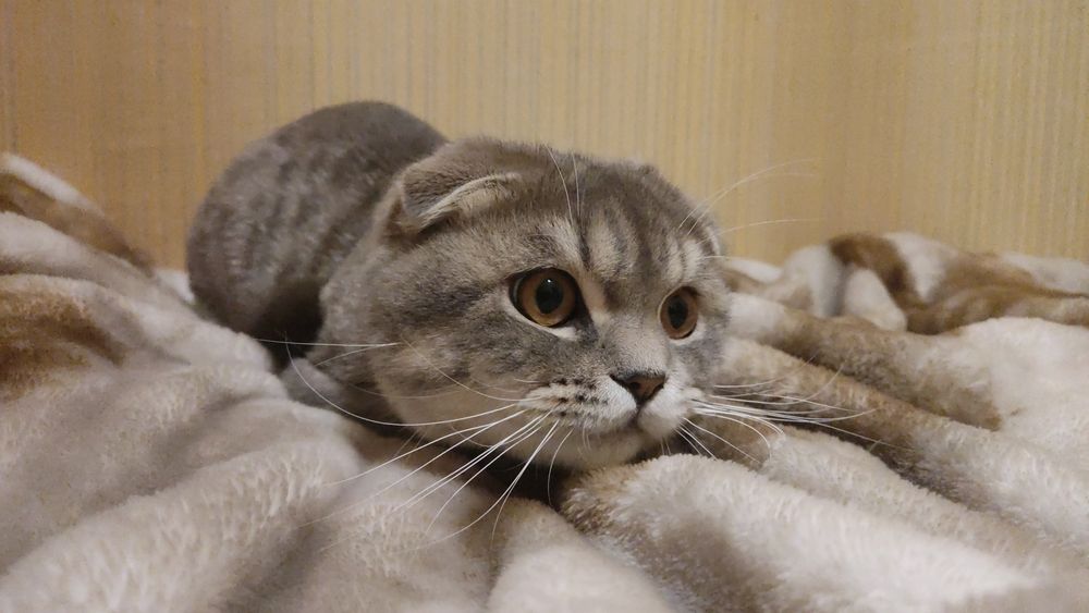 Передержка, Перетримка тварин