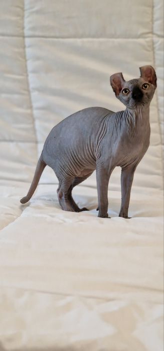 Котята породы Канадского Сфинкса разные окрасы.