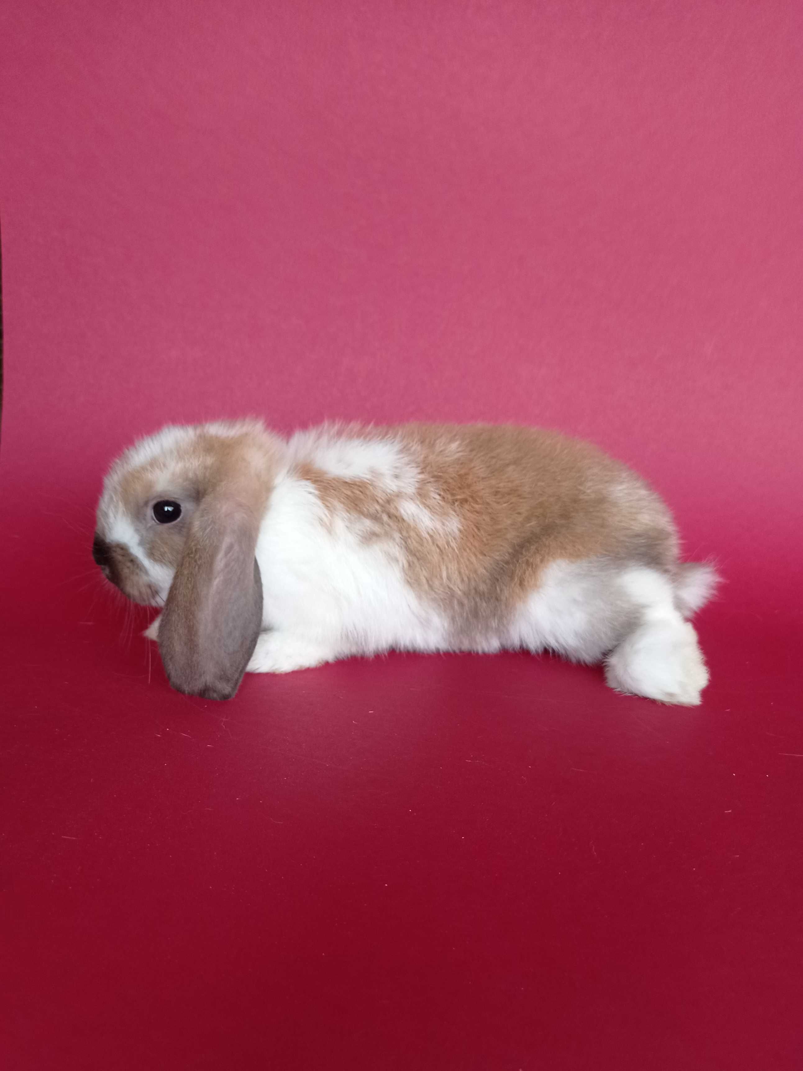 Mini lop, baranek miniaturka, karzełek baranek