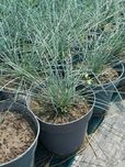 Квіти вівсяниця сиза , овсяница сизая , Festuca glauca.