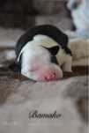 Suczka Border Collie Black&White