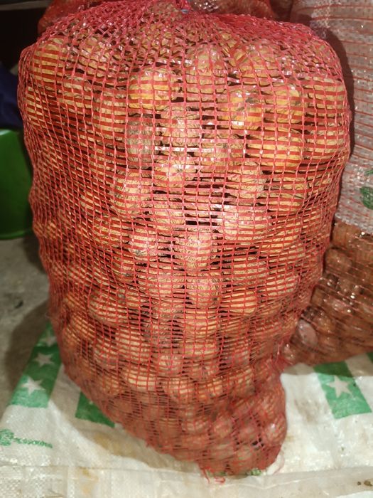 Nozes de boa qualidade