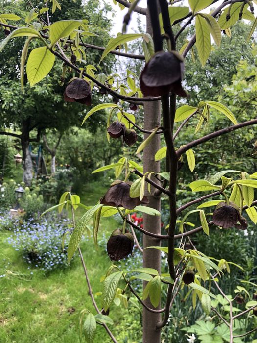 Азимина Sweet virgine і Тейлор-саджанці ЗКС - два чудові сорти