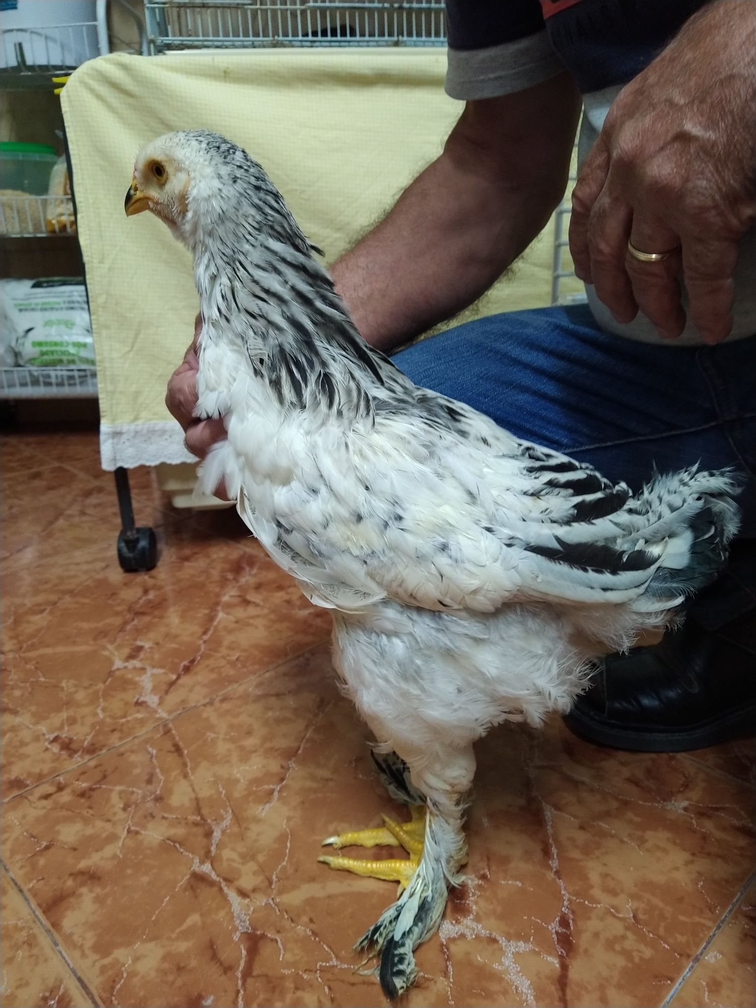 Galo Brahma light 3 meses casa cozinha vivenda quarto vivenda