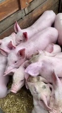 Продаж м'ясних поросят