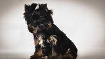 York, yorkshire terrier suczka xxs mini Pixi