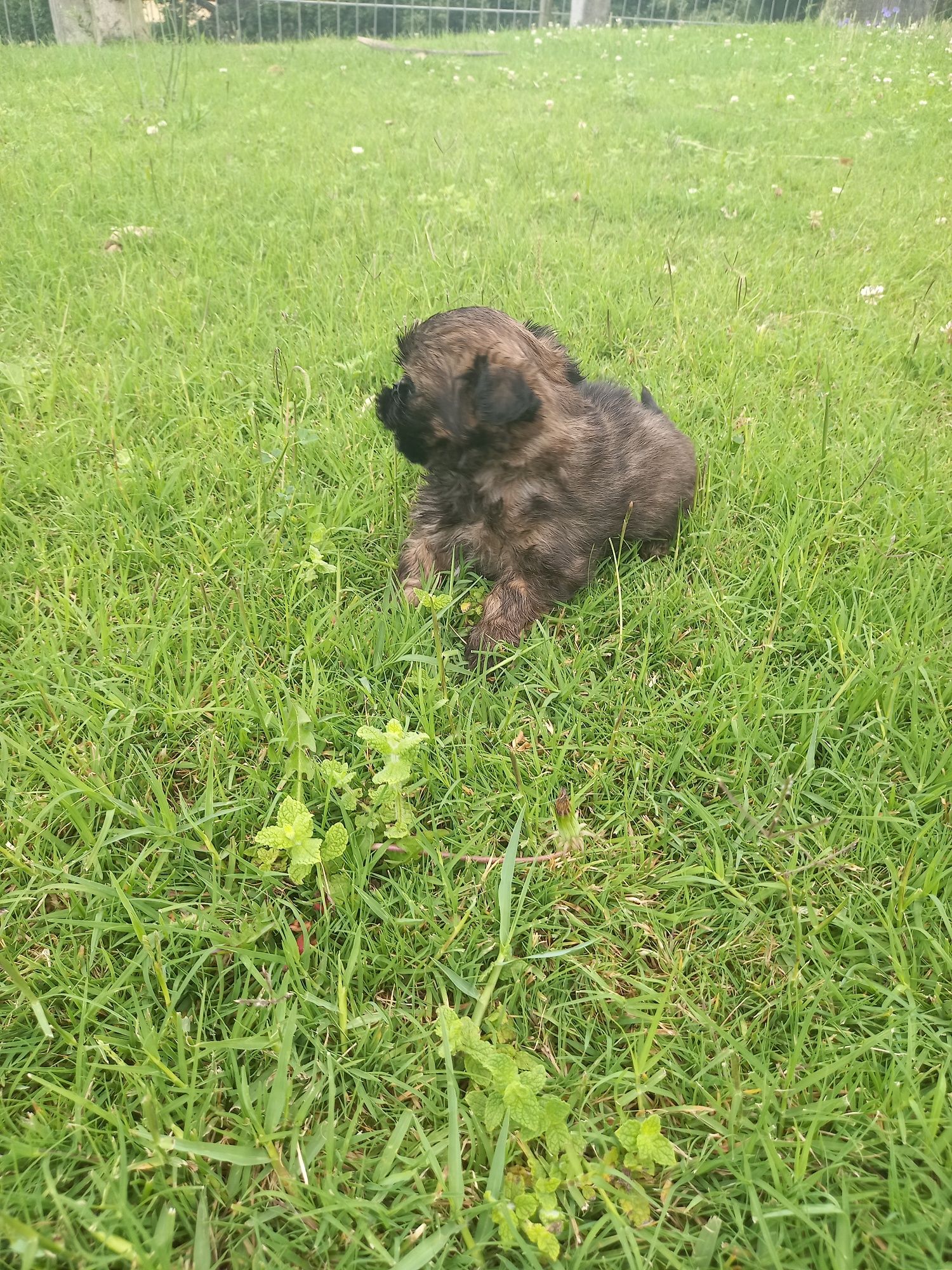 Cadelinha menina shih-tzu