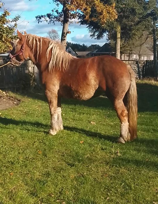 Sprzedam klacz zimnokrwistą