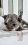 Devon Rex**Koteczka Biało-Niebieska** Do Rezerwacji