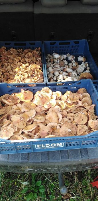 Rydze małe duże borowik zbieram  świeże każdego dnia