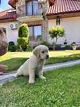 Szczeniak Golden Retriever