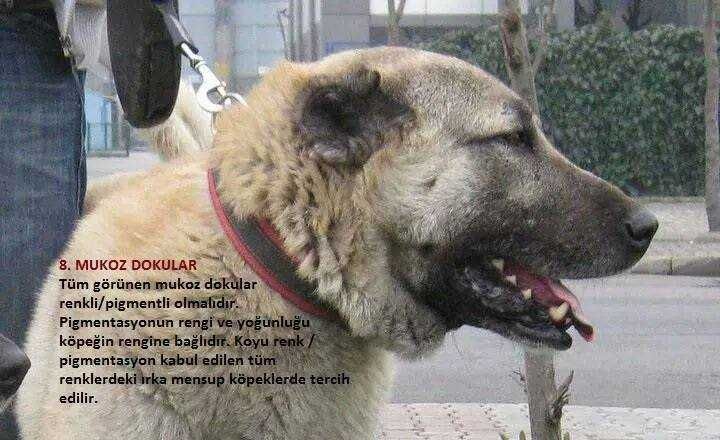 Kangal import Turcja hodowla D.K.BUBU FCI