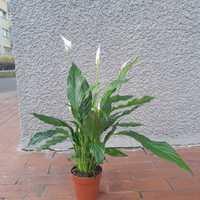 Skrzydłokwiat (Spathiphyllum) 70cm