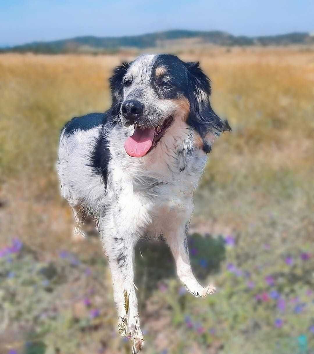 Chico - cão médio para adoção