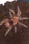 ptasznik Pamphobeteus sp. machalla samica 3,5DC.