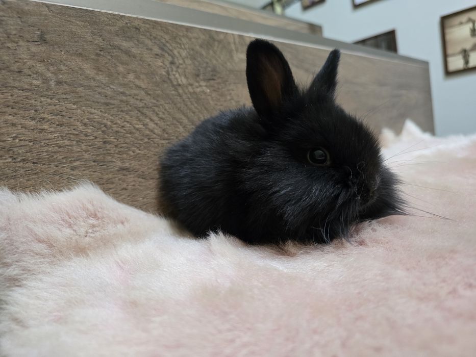 Królik króliczek miniaturka lwia