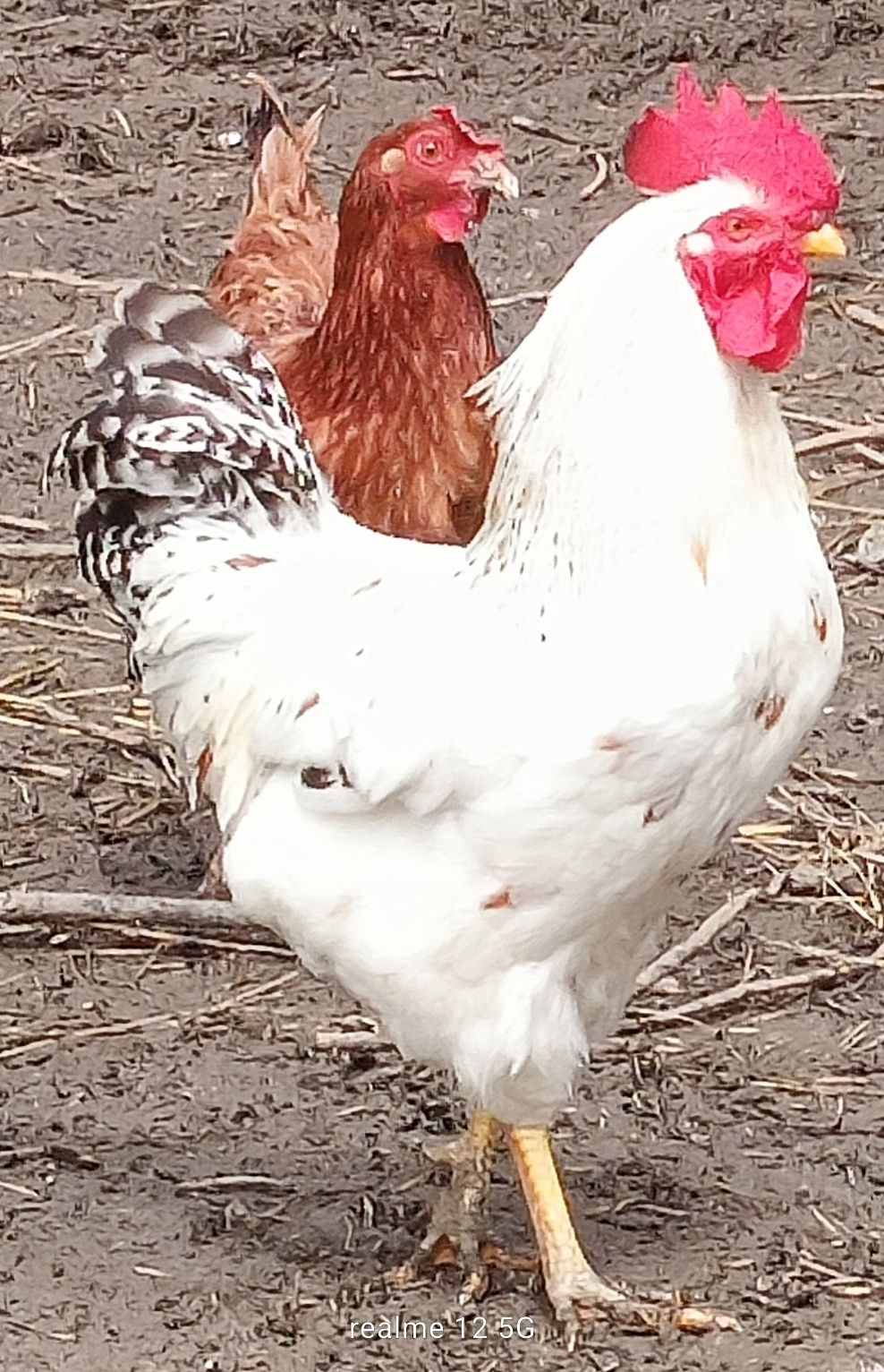 Gołębie, koguty, mewki