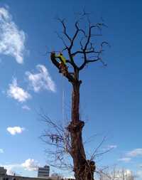 Pielęgnacja drzew wycinka zrębkowanie gałęzi alpinista frezowanie pni