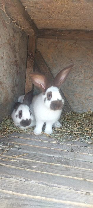 Srokacze hawana biało brązowe i brązowe pełnobarwne