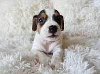 Jack Russell Terrier piesek gładkowłosy 2#