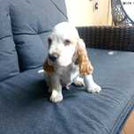 Cocker spaniel angielski