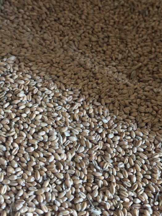 Sprzedam pszenice ozime