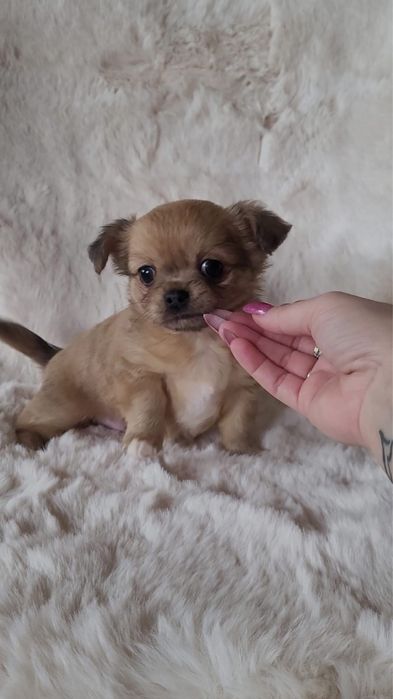 Chihuahua piesek merle długowłosy