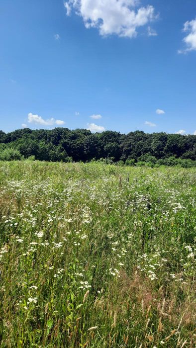 Продаж земельної ділянки біля лісу. Деревач.