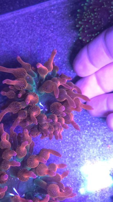 Ukwiał Entacmea Quadricolor - ukwiał morski