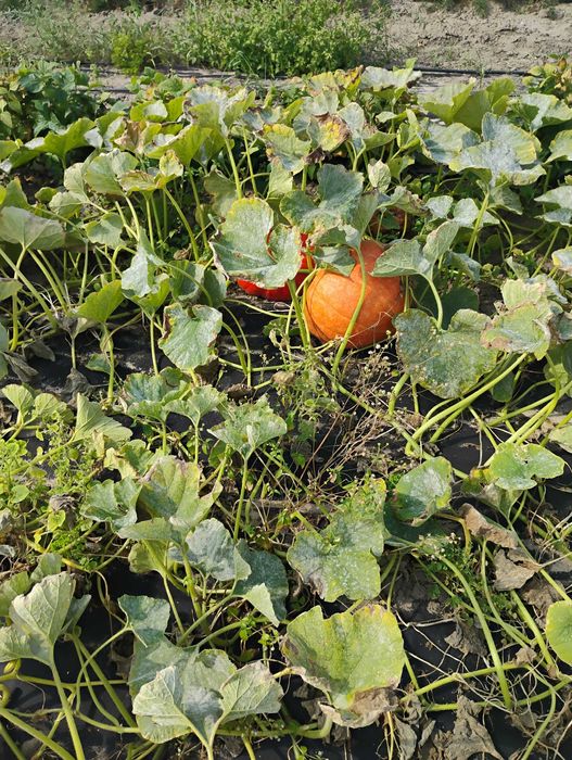 Dynie szeroki wybór odmian i typów kulinarnych