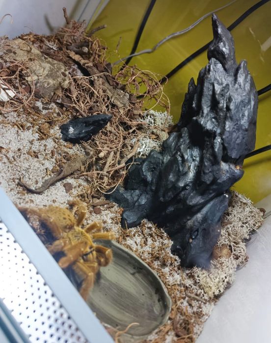 Pająk- Pterinochilus murinus usambara (samica)