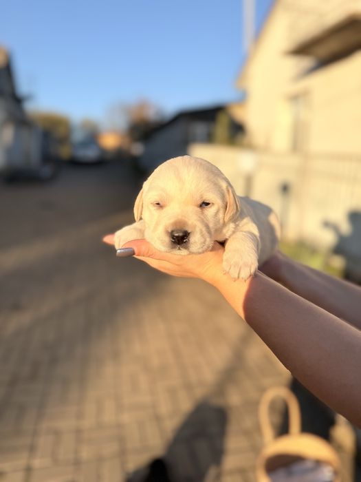 Цуценята лабрадора