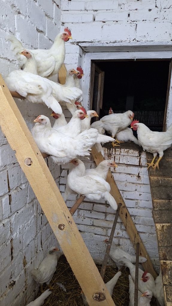 Kogut Leghorn młody