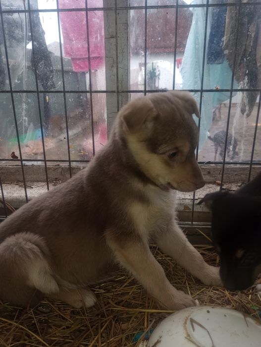 Каштанка 2,5 мес вакцинирована+бесплатная стерилизация