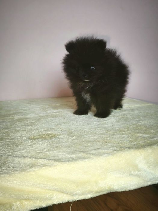 Szpic miniaturowy pomeranian