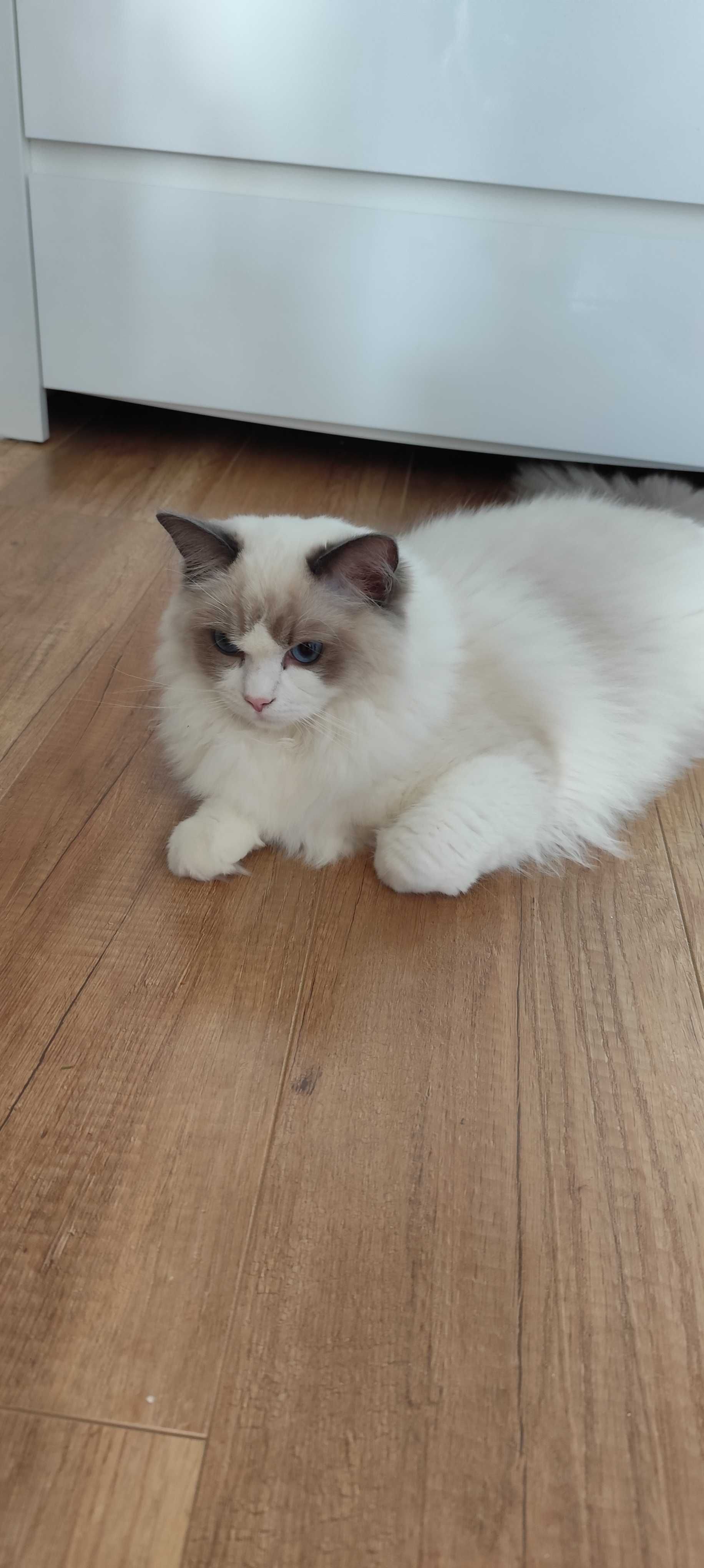 Kotka Ragdoll Kotka Ragdoll