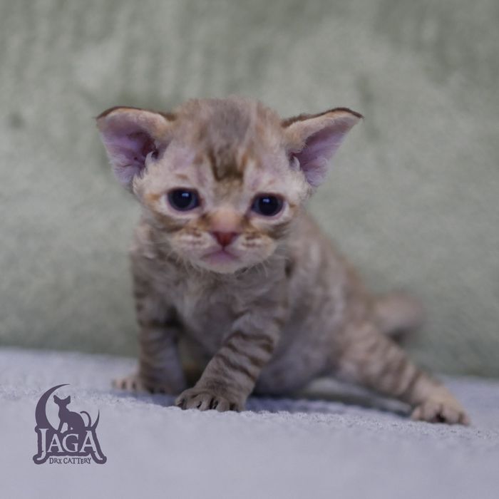 Devon Rex, dziewczynka