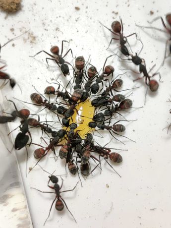 Quinta de formigas pequena - amarela