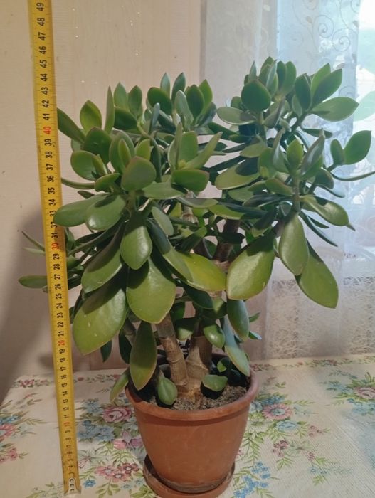 Денежное дерево (красула)