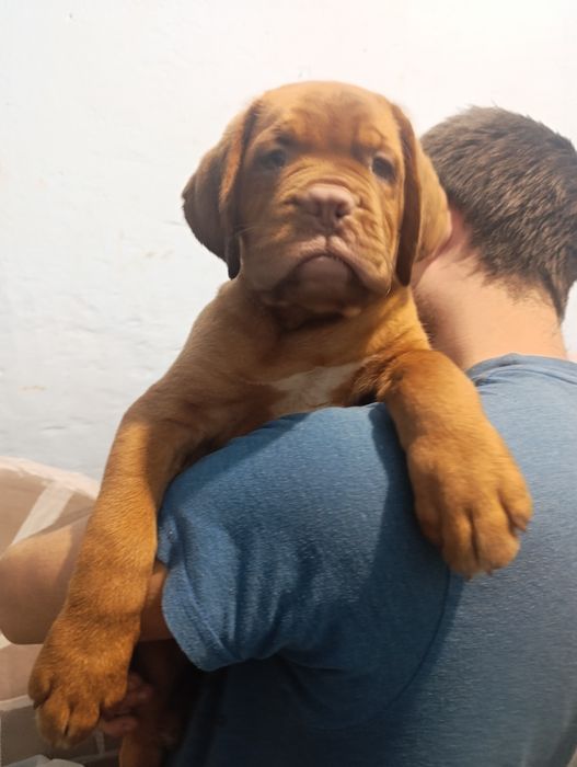 Хлопчик Hanter FCI