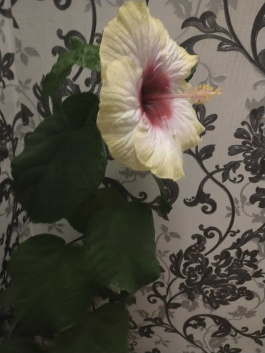 Гібіскус сортовий