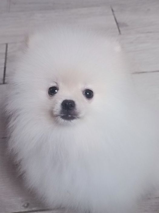Pomeranian piesek