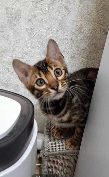 Бенгальське кошеня