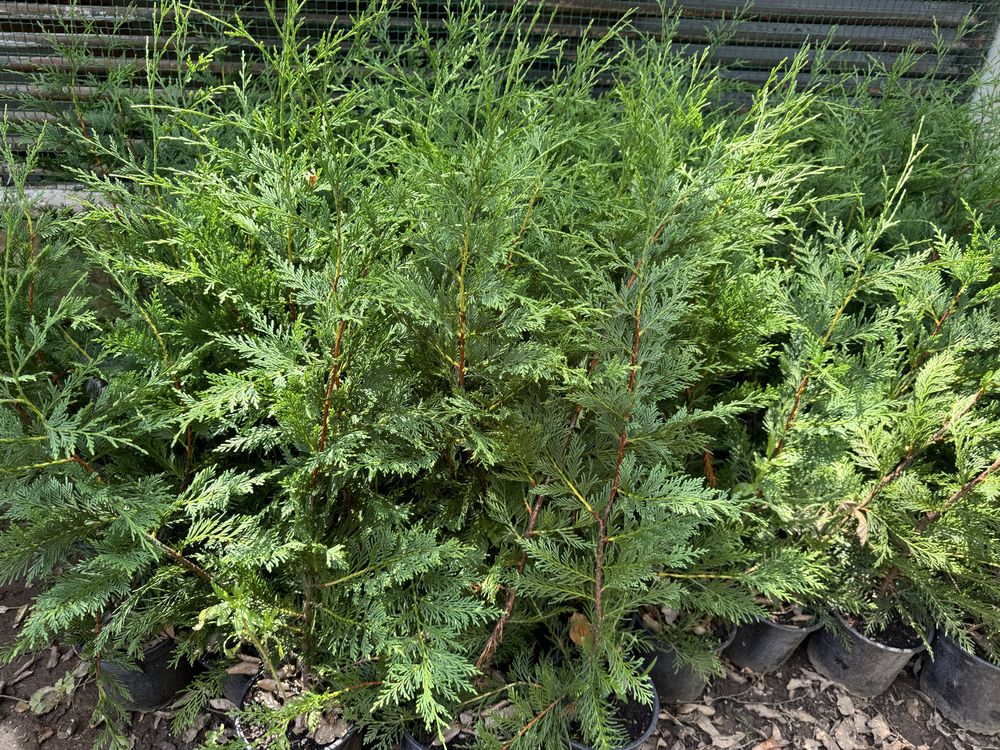 Cipreste leylandii 2001