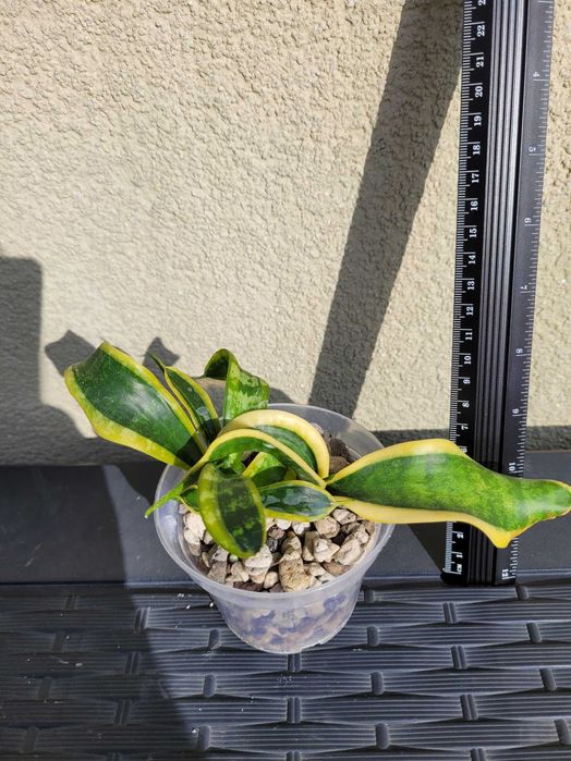 Sansevieria Twister/Tsunami