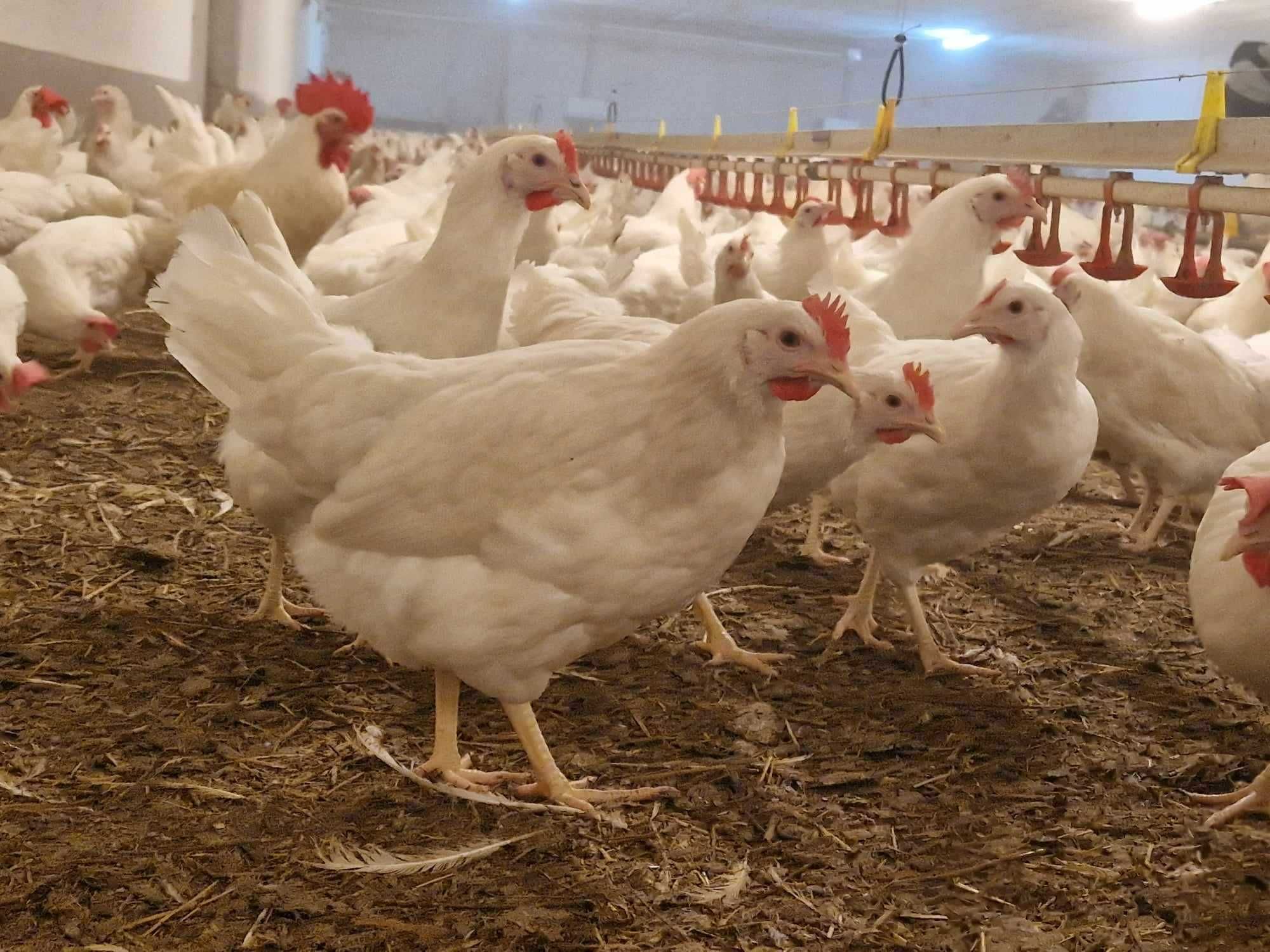 Kurki kokszki nioska Tetra biała jak Leghorn dostawa Gratis